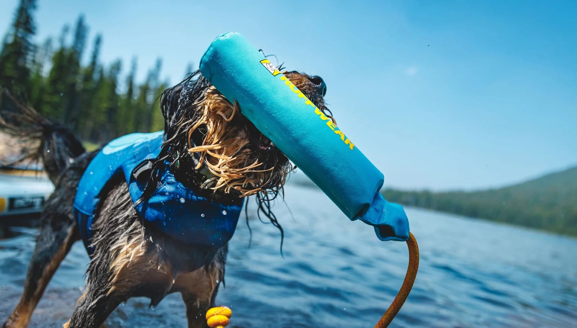 Dog wearing Ruffwear gear on an outdoor adventure